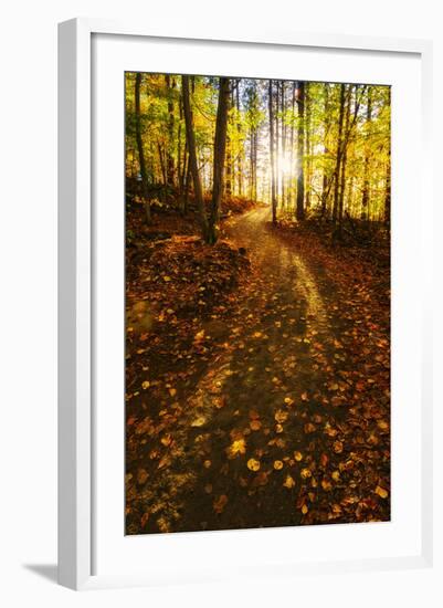 Sunlight Path in A Fall Forest-SHS Photography-Framed Photographic Print