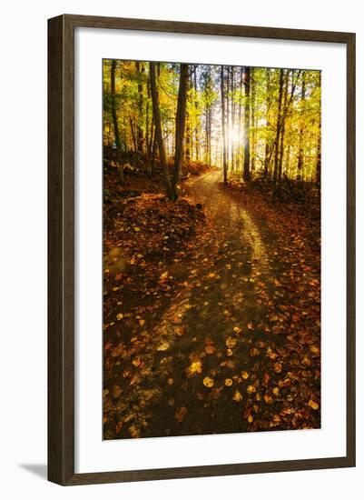 Sunlight Path in A Fall Forest-SHS Photography-Framed Photographic Print