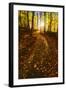 Sunlight Path in A Fall Forest-SHS Photography-Framed Photographic Print