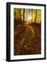 Sunlight Path in A Fall Forest-SHS Photography-Framed Photographic Print