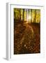 Sunlight Path in A Fall Forest-SHS Photography-Framed Photographic Print