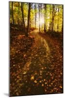 Sunlight Path in A Fall Forest-SHS Photography-Mounted Photographic Print