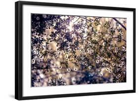 Sunlight Peeking Through Leaves and Flowers-null-Framed Photo