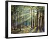 Sunlight Peeking-Jason Jarava-Framed Giclee Print