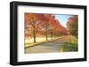 Sunlight row of maple trees in Michigan-Terry Bidgood-Framed Photographic Print