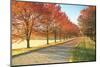 Sunlight row of maple trees in Michigan-Terry Bidgood-Mounted Photographic Print