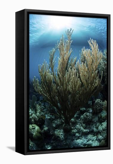 Sunlight Shines Down on a Gorgonian in the Caribbean Sea-Stocktrek Images-Framed Stretched Canvas