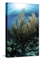 Sunlight Shines Down on a Gorgonian in the Caribbean Sea-Stocktrek Images-Stretched Canvas