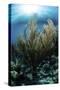 Sunlight Shines Down on a Gorgonian in the Caribbean Sea-Stocktrek Images-Stretched Canvas