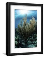 Sunlight Shines Down on a Gorgonian in the Caribbean Sea-Stocktrek Images-Framed Photographic Print