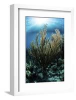 Sunlight Shines Down on a Gorgonian in the Caribbean Sea-Stocktrek Images-Framed Photographic Print