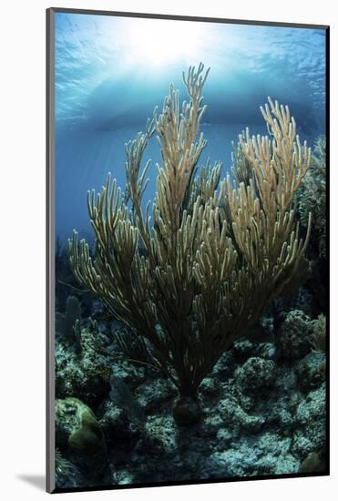 Sunlight Shines Down on a Gorgonian in the Caribbean Sea-Stocktrek Images-Mounted Photographic Print