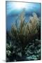 Sunlight Shines Down on a Gorgonian in the Caribbean Sea-Stocktrek Images-Mounted Photographic Print