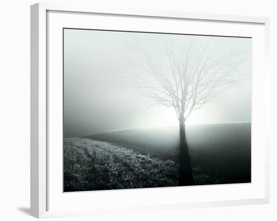 Sunlight Shining behind Lone Tree-Jan Lakey-Framed Photographic Print