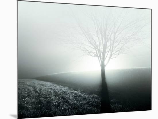 Sunlight Shining behind Lone Tree-Jan Lakey-Mounted Photographic Print