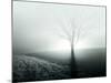 Sunlight Shining behind Lone Tree-Jan Lakey-Mounted Photographic Print