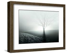 Sunlight Shining behind Lone Tree-Jan Lakey-Framed Photographic Print