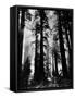 Sunlight Shining Through California Redwoods-Grey Villet-Framed Stretched Canvas