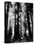 Sunlight Shining Through California Redwoods-Grey Villet-Stretched Canvas