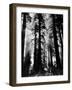 Sunlight Shining Through California Redwoods-Grey Villet-Framed Photographic Print