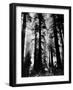 Sunlight Shining Through California Redwoods-Grey Villet-Framed Photographic Print