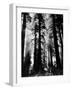 Sunlight Shining Through California Redwoods-Grey Villet-Framed Photographic Print