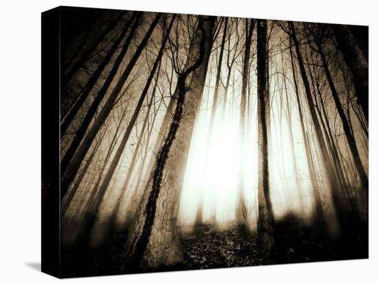 Sunlight Shining through Dense Forest-Jan Lakey-Stretched Canvas