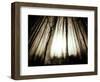 Sunlight Shining through Dense Forest-Jan Lakey-Framed Photographic Print