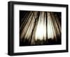 Sunlight Shining through Dense Forest-Jan Lakey-Framed Photographic Print