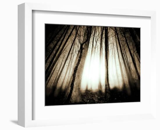 Sunlight Shining through Dense Forest-Jan Lakey-Framed Photographic Print