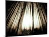 Sunlight Shining through Dense Forest-Jan Lakey-Mounted Photographic Print