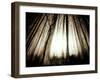 Sunlight Shining through Dense Forest-Jan Lakey-Framed Photographic Print