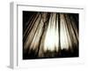 Sunlight Shining through Dense Forest-Jan Lakey-Framed Photographic Print