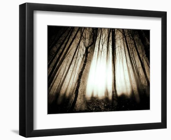 Sunlight Shining through Dense Forest-Jan Lakey-Framed Premium Photographic Print