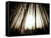 Sunlight Shining through Dense Forest-Jan Lakey-Framed Stretched Canvas