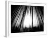 Sunlight Shining through Dense Forest-Jan Lakey-Framed Photographic Print