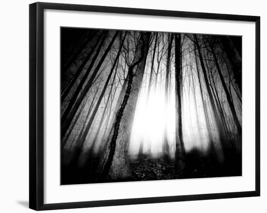 Sunlight Shining through Dense Forest-Jan Lakey-Framed Photographic Print