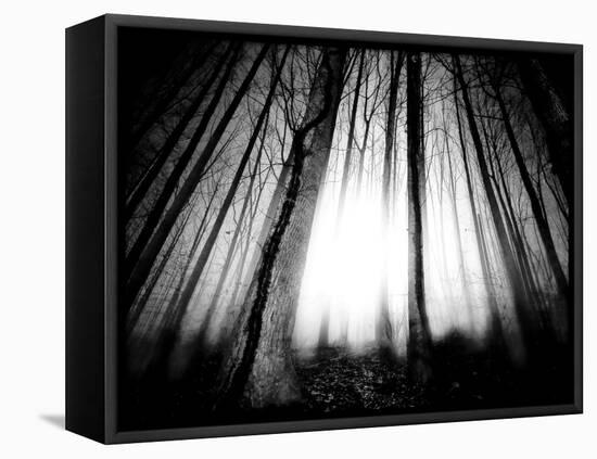 Sunlight Shining through Dense Forest-Jan Lakey-Framed Stretched Canvas