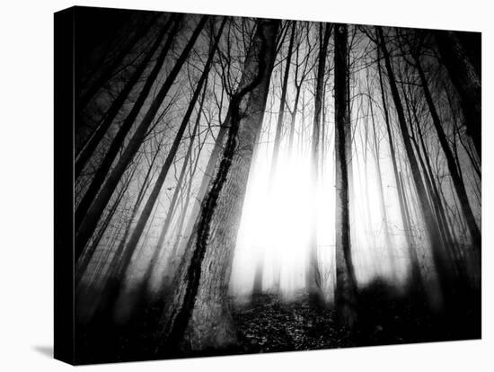 Sunlight Shining through Dense Forest-Jan Lakey-Stretched Canvas