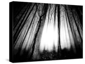 Sunlight Shining through Dense Forest-Jan Lakey-Stretched Canvas