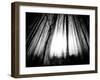 Sunlight Shining through Dense Forest-Jan Lakey-Framed Photographic Print