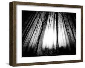 Sunlight Shining through Dense Forest-Jan Lakey-Framed Photographic Print