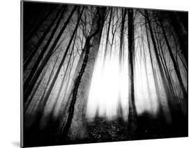 Sunlight Shining through Dense Forest-Jan Lakey-Mounted Photographic Print