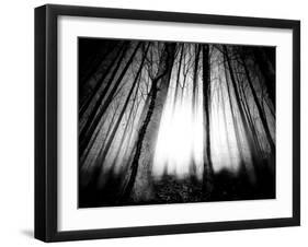 Sunlight Shining through Dense Forest-Jan Lakey-Framed Premium Photographic Print
