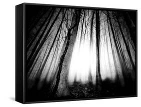 Sunlight Shining through Dense Forest-Jan Lakey-Framed Stretched Canvas