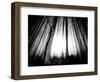 Sunlight Shining through Dense Forest-Jan Lakey-Framed Photographic Print