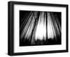 Sunlight Shining through Dense Forest-Jan Lakey-Framed Photographic Print