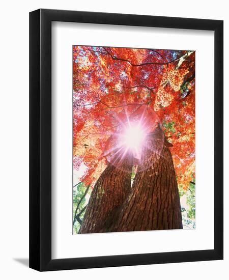 Sunlight shining through trees-null-Framed Photographic Print