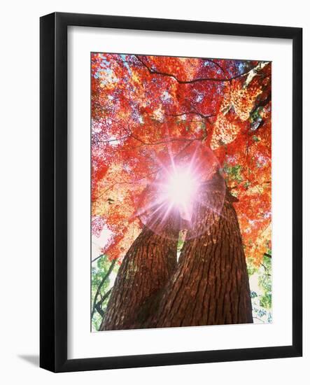 Sunlight shining through trees-null-Framed Photographic Print