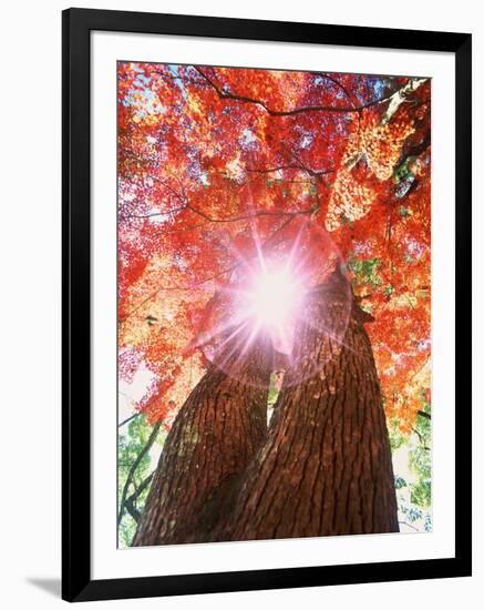 Sunlight shining through trees-null-Framed Photographic Print